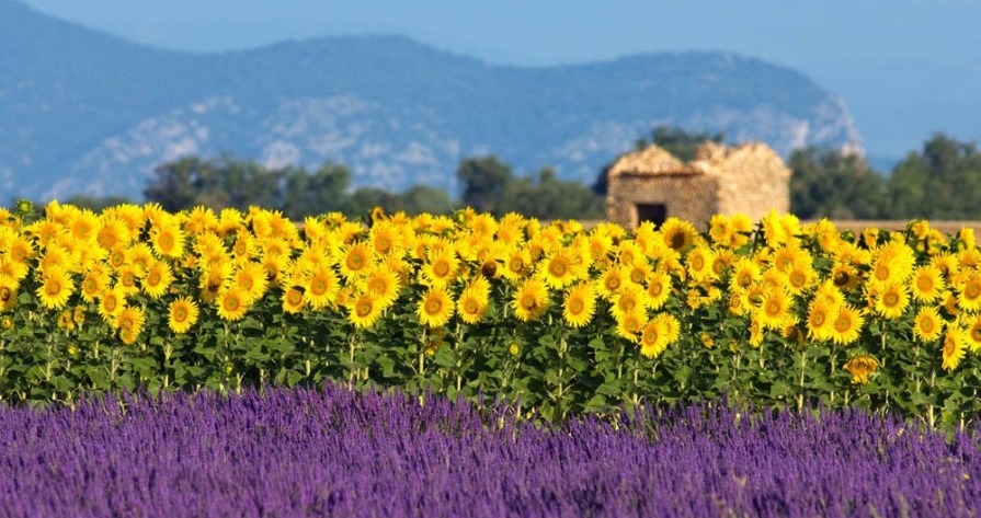 Fields of lavenders